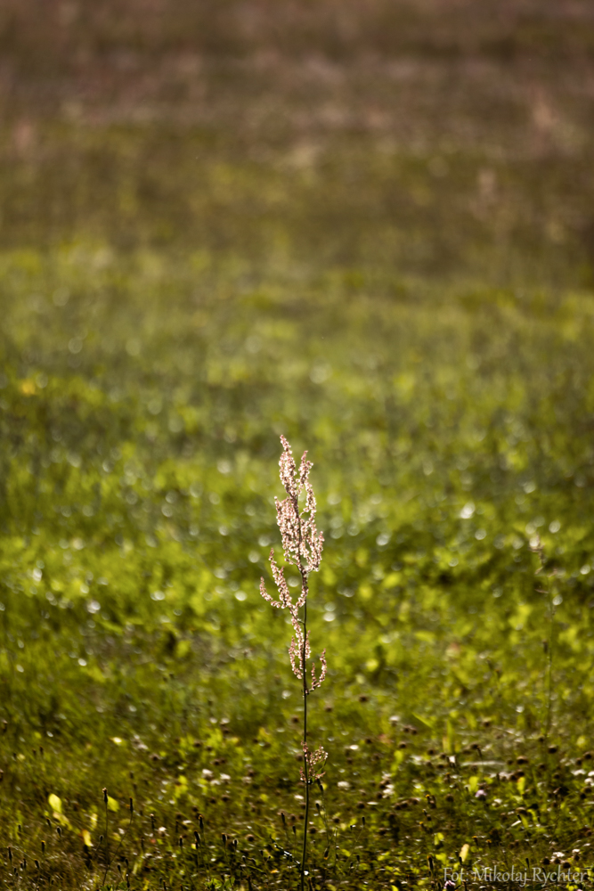 trawy pola i rozdroża cz.1 (6)